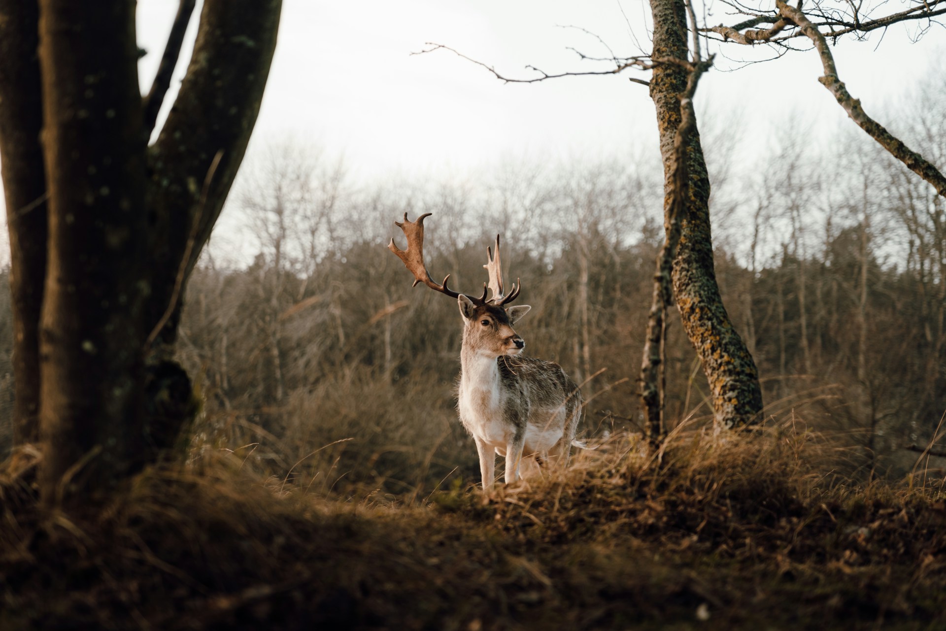 safaritent Veluwe